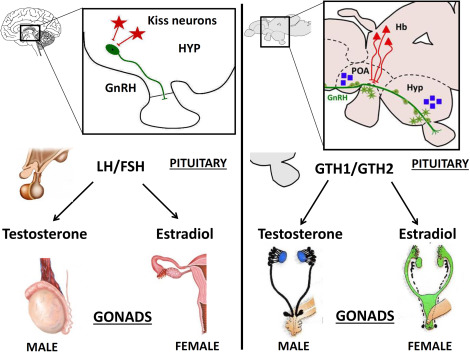 Gonad Function - an overview | ScienceDirect Topics