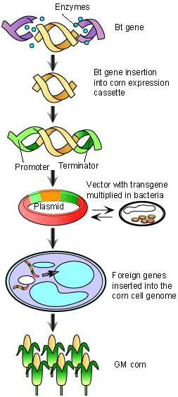 Image result for bt toxin