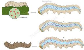 Image result for bt toxin