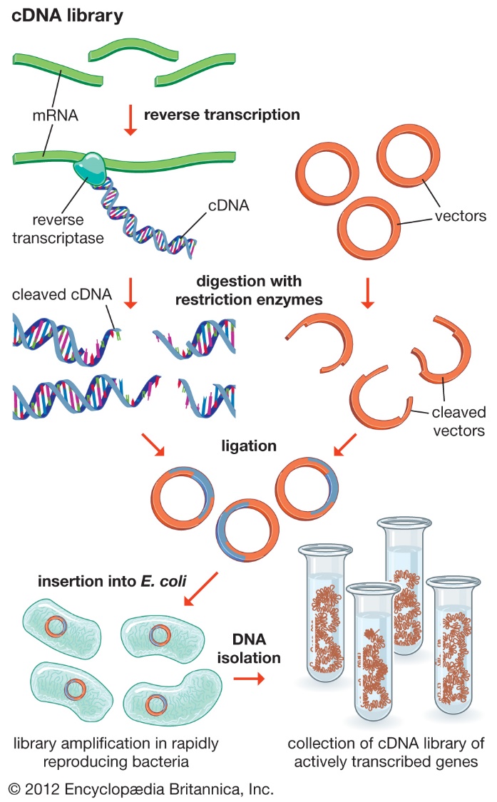 Image result for cdna libraries