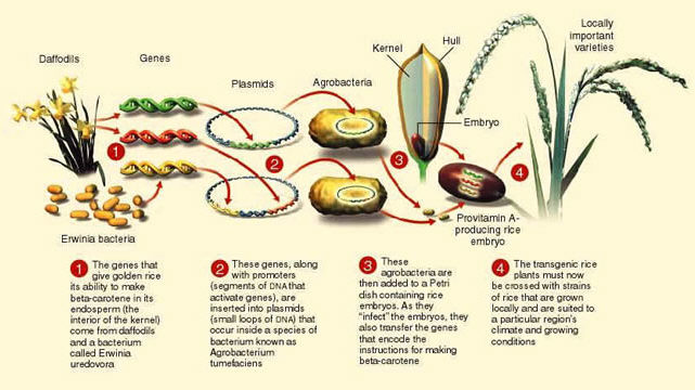 Image result for diagram how is golden rice made