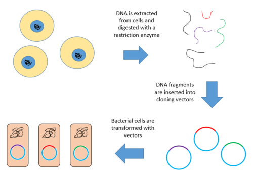 Image result for DNA libraries