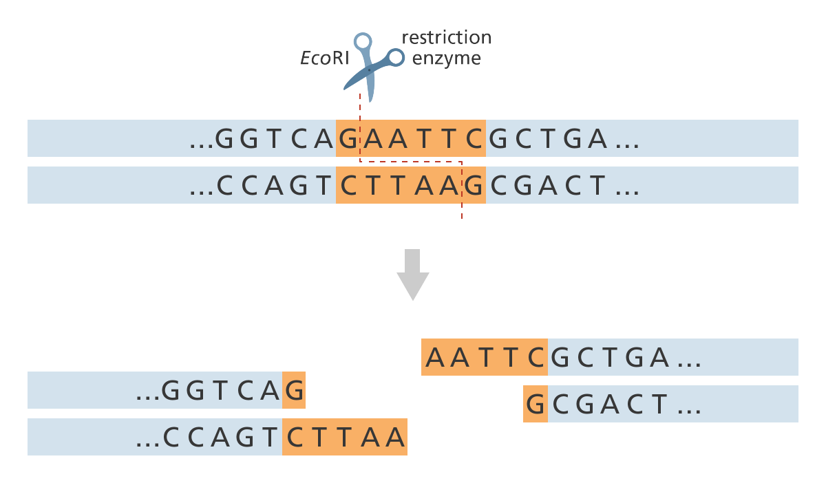Image result for endnucliyese enzyme