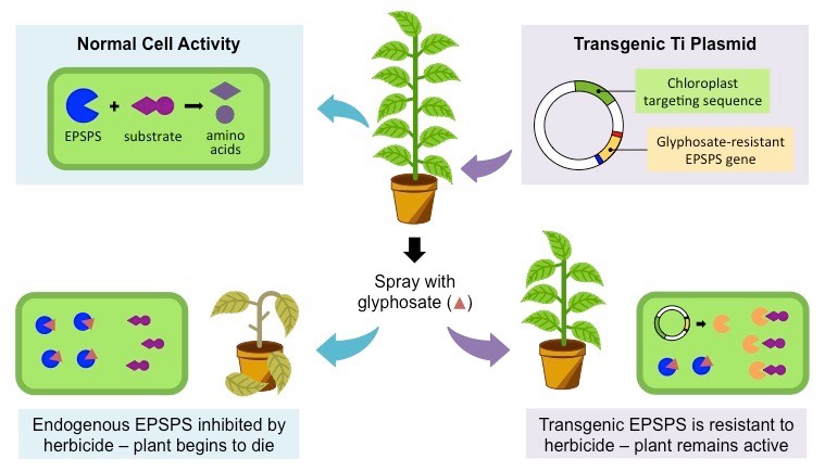 Image result for genetically modified roundup ready soybean