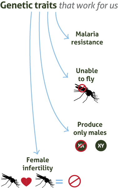 Image result for malaria genetically modified mosquitoes