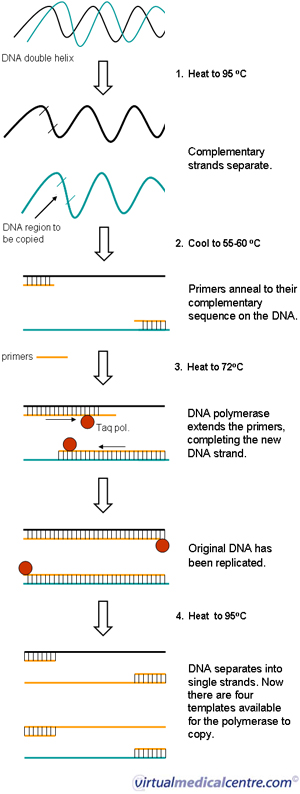 Image result for pcr disease diagnosis