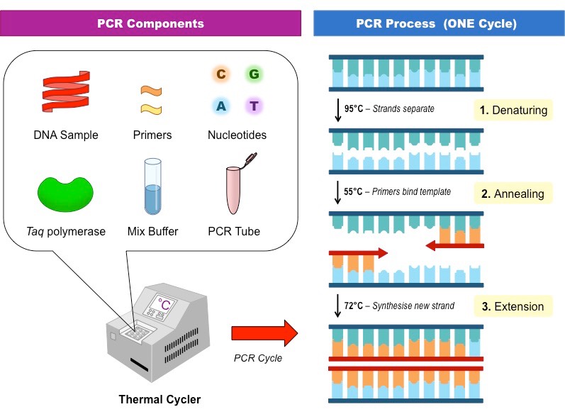 Image result for pcr