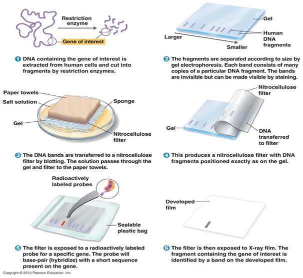 Image result for southern blotting steps