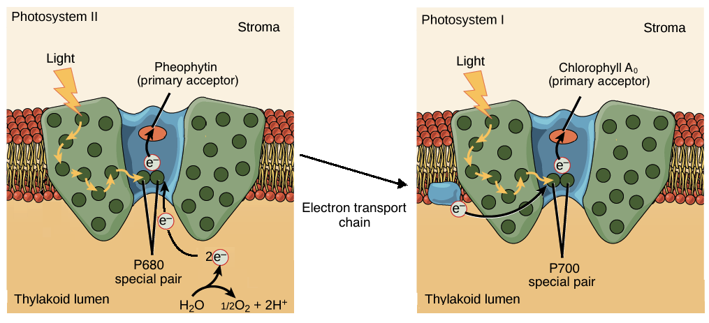 Light-dependent reactions (photosynthesis reaction) (article) | Khan Academy