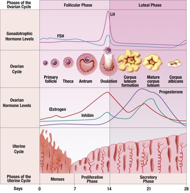 Menstrual Cycle Physiological and Hormonal Changes | Reproductive system, Menstrual  cycle, Female reproductive system