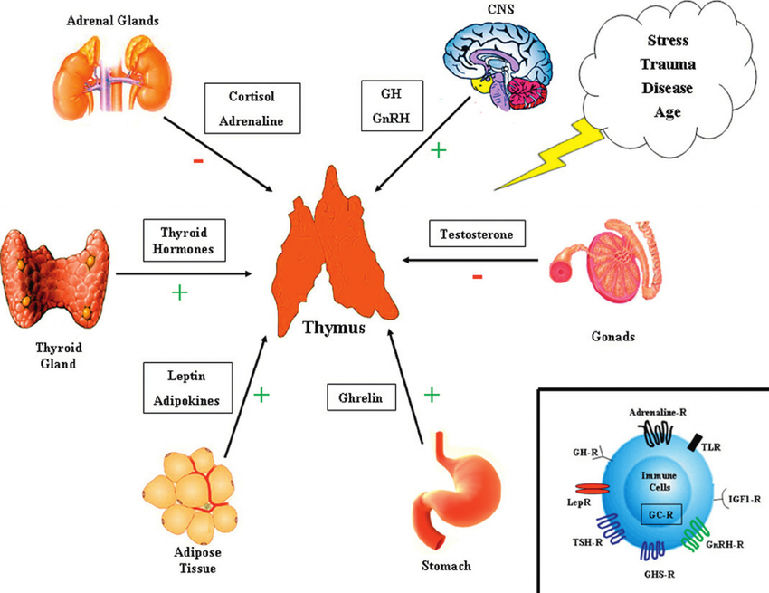 Neuropeptide interactions with the thymus | Download Scientific Diagram
