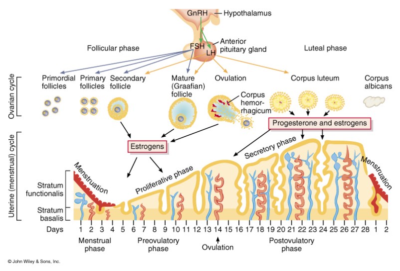 Ovarian cycle-Menstrual Cycle - Online Biology Notes