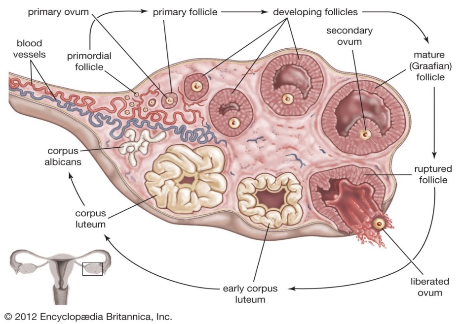 Ovary | animal and human | Britannica
