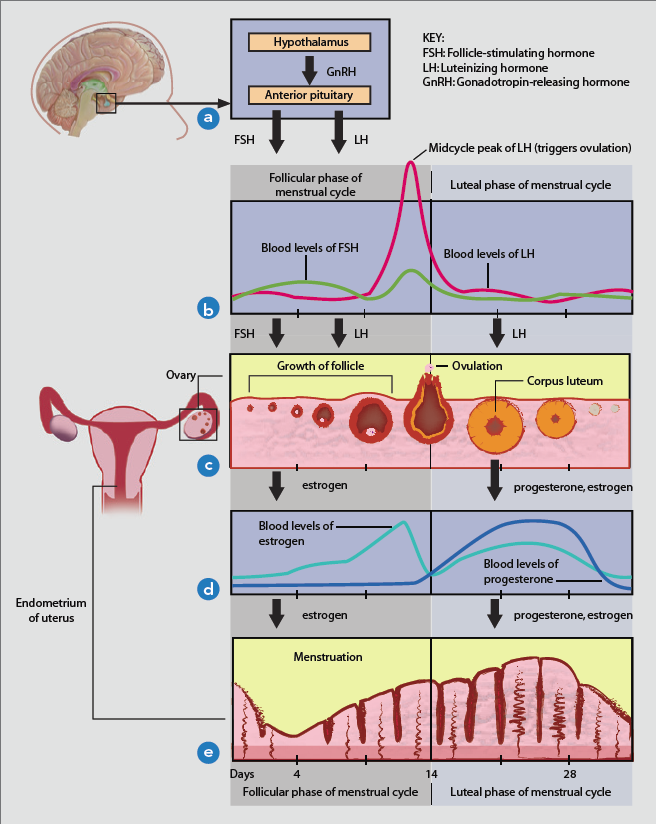 The roller coaster of female hormones – are you enjoying the ride? | The  NEI Connection
