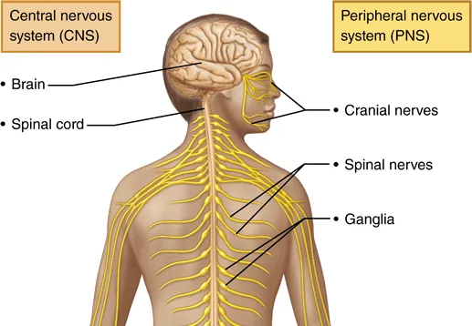 1: The human nervous system [12]. | Download Scientific Diagram