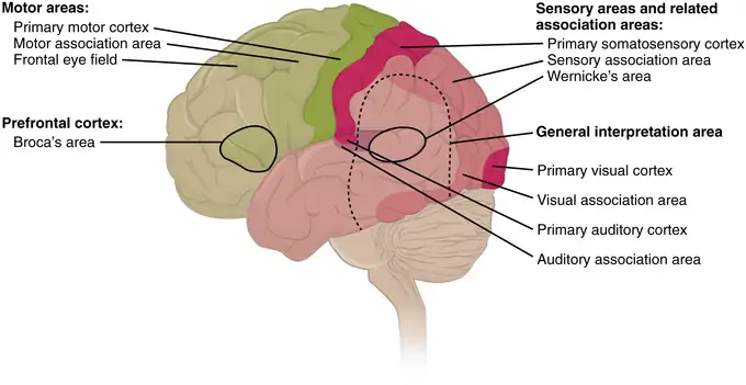 Functional Systems of the Cerebral Cortex | Boundless Anatomy and Physiology