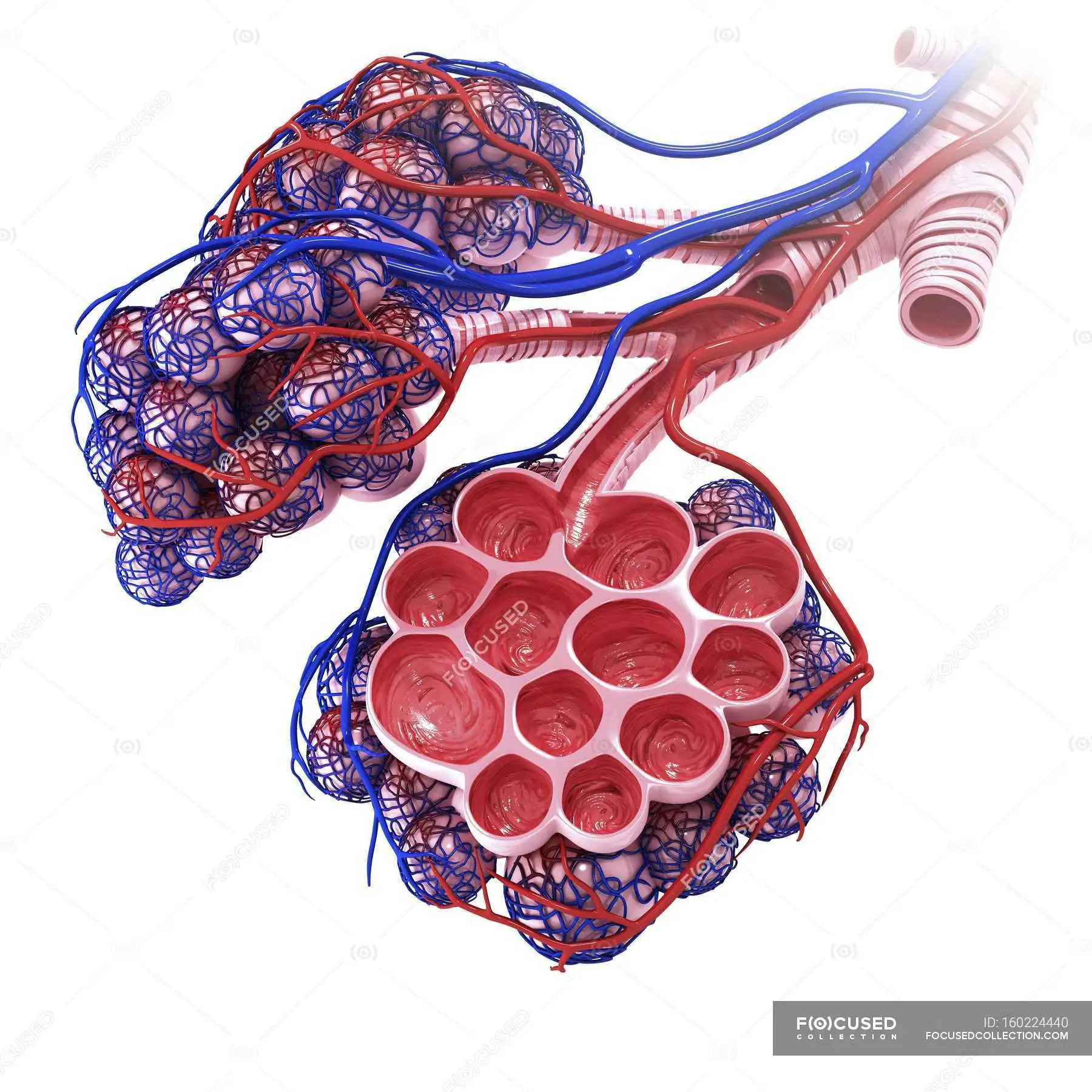 Human alveoli anatomy — respiratory, pulmonary venule - Stock Photo |  #160224440