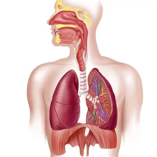Respiratory System: How We Breathe