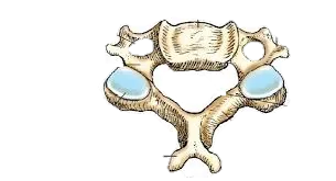 Superior aspect of typical cervical vertebra Diagram | Quizlet