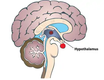 Thalamus and Hypothalamus - Brain Components