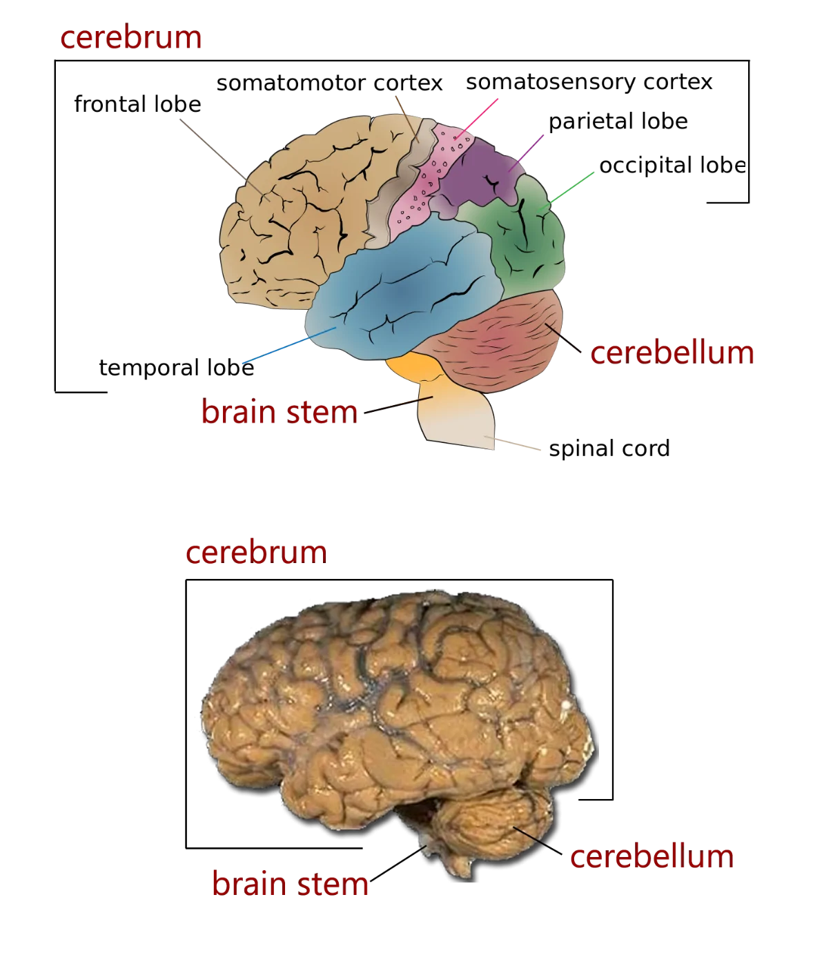 The four major regions of the brain | Human Anatomy and Physiology Lab (BSB  141)