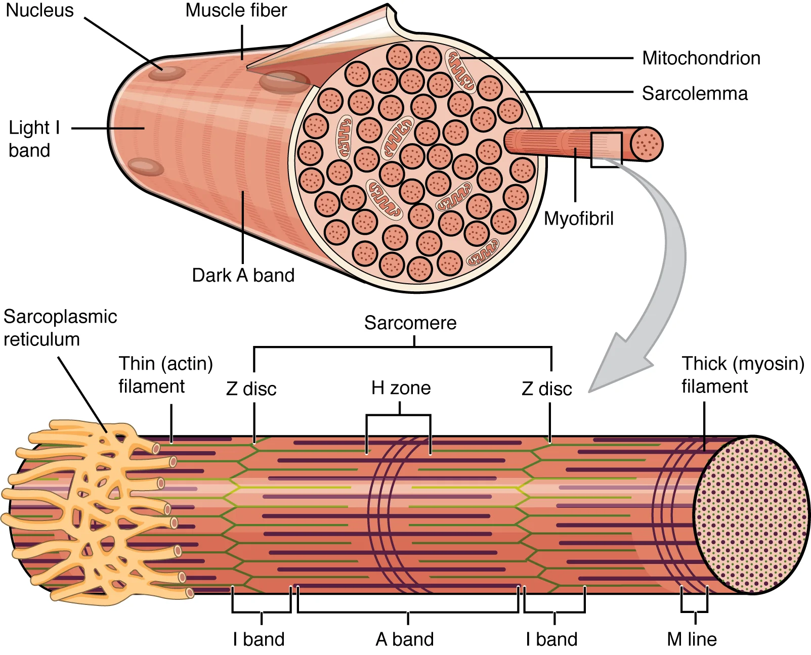 10.2 Skeletal Muscle – Anatomy & Physiology