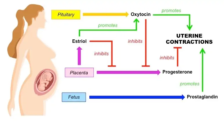 Birth Process | BioNinja