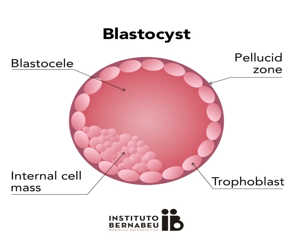Blastocyst embryo: What it is, advantages, types and classification  according to its quality - Forum Instituto Bernabeu