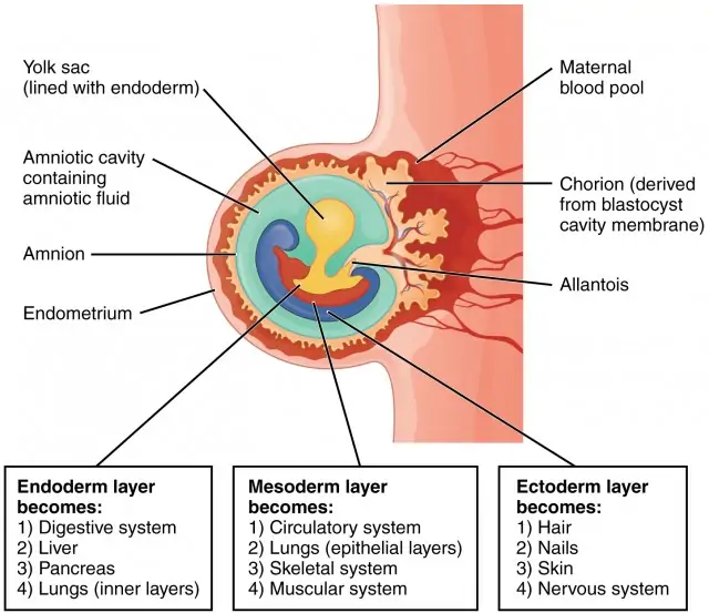 Embryonic Development | Anatomy and Physiology II