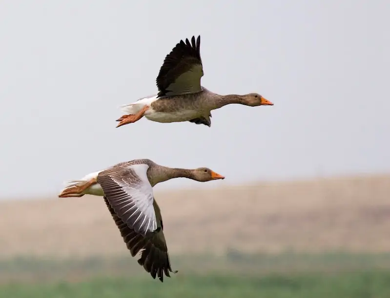 Flying and gliding animals - Wikipedia
