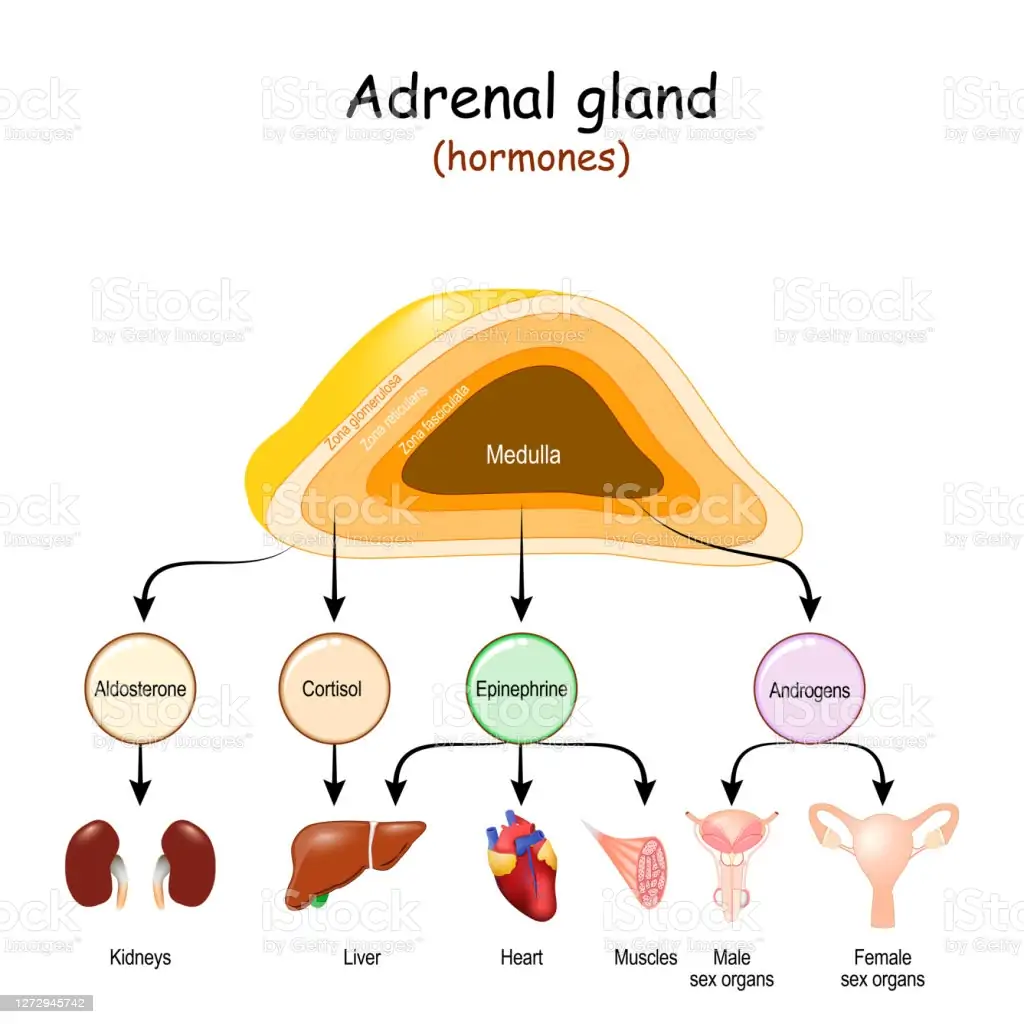 Hormones Of Adrenal Glands And Internal Organstargets For Androgens  Epinephrine Cortisol And Aldosterone Stock Illustration - Download Image  Now - iStock