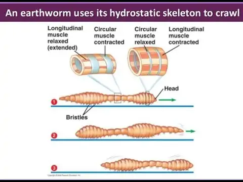 hydrostatic skeleton - YouTube