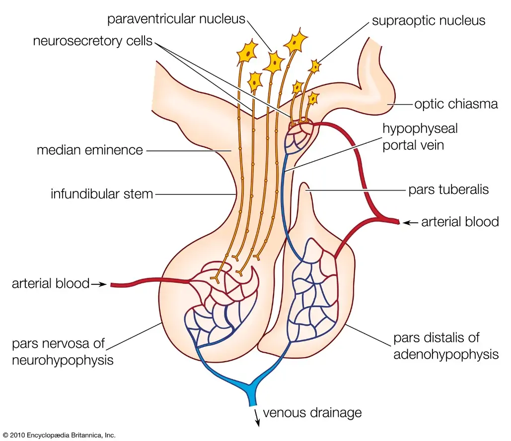 hypothalamus | Definition, Anatomy, & Function | Britannica