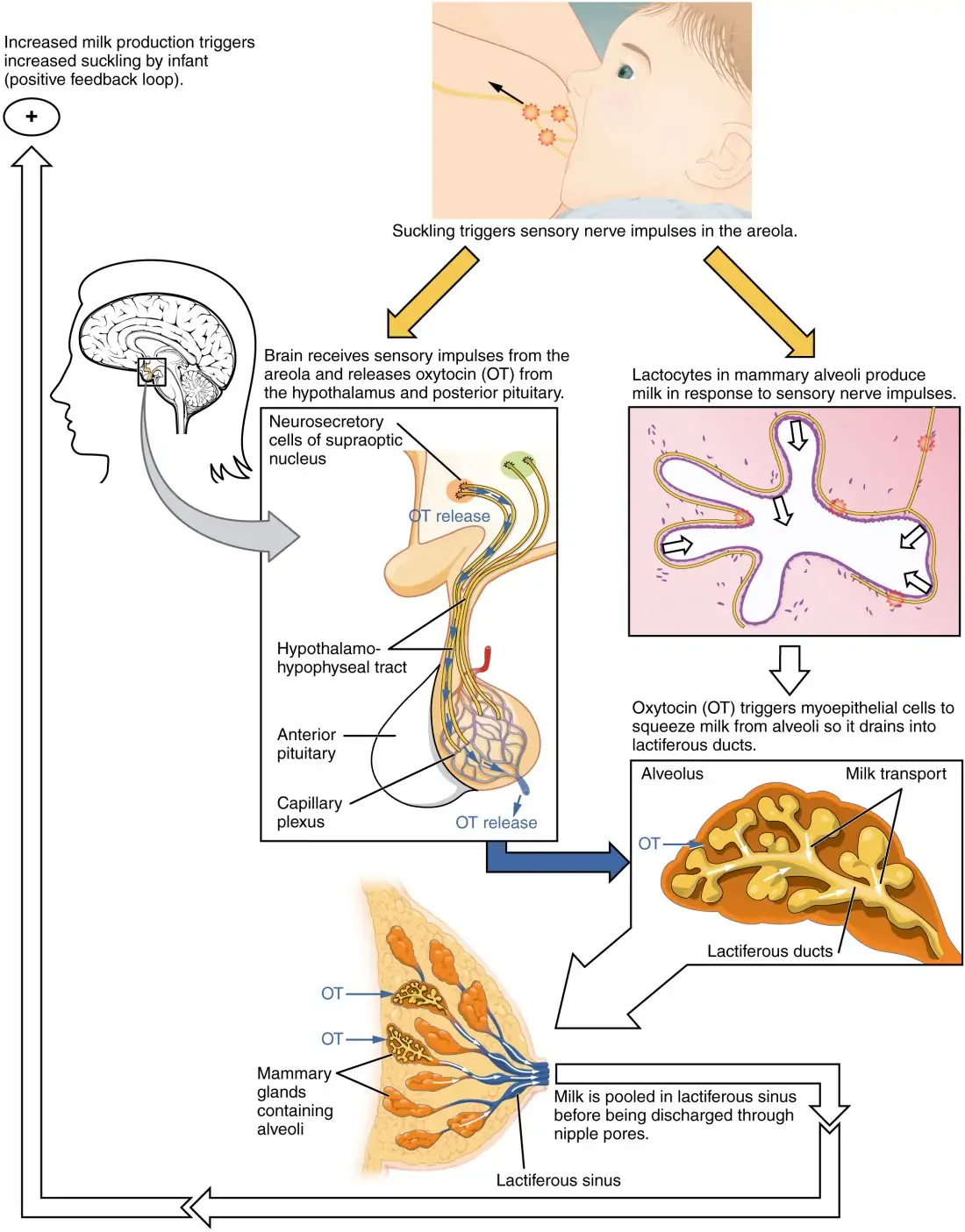 Lactation | Anatomy and Physiology II