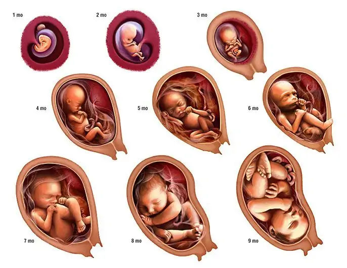Pin by Tahmina Sharmin on Human Life | Baby in womb, Stages of baby  development, Stages of fetal development