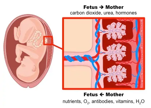 Placenta | BioNinja