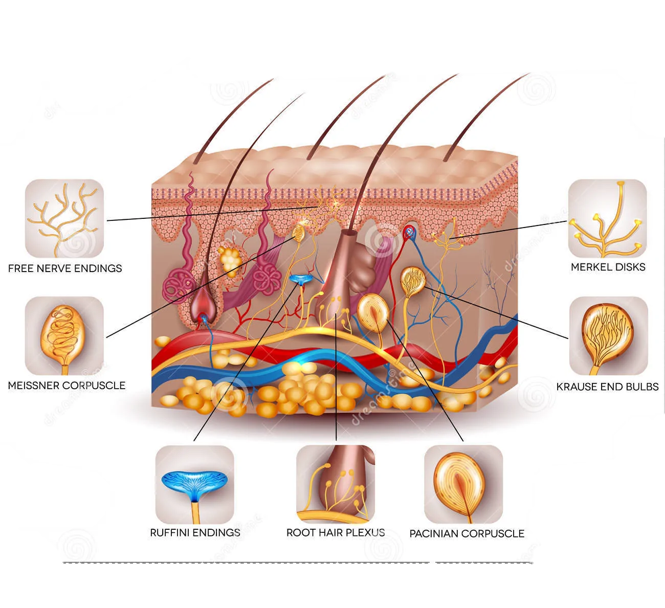 Sensory Receptors Human Skin Stock Illustrations – 35 Sensory Receptors  Human Skin Stock Illustrations, Vectors & Clipart - Dreamstime