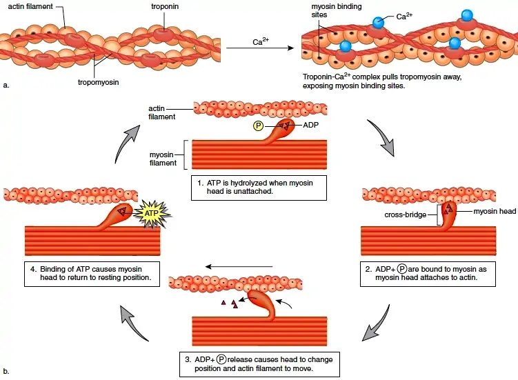 Steps of a Muscle Contraction