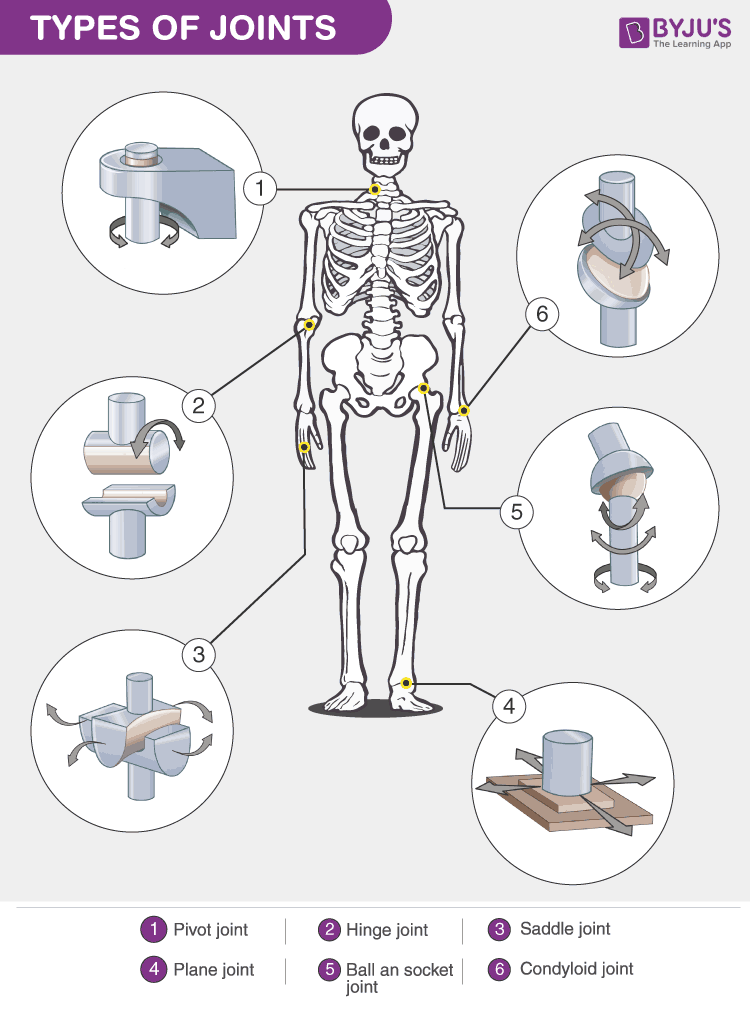 Types Of Joints - Classification of Joints in the Human Body