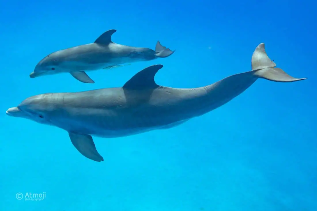 WildQuest Dolphin Swim - 4/2018 | Baby dolphins, Animals, Dolphins animal