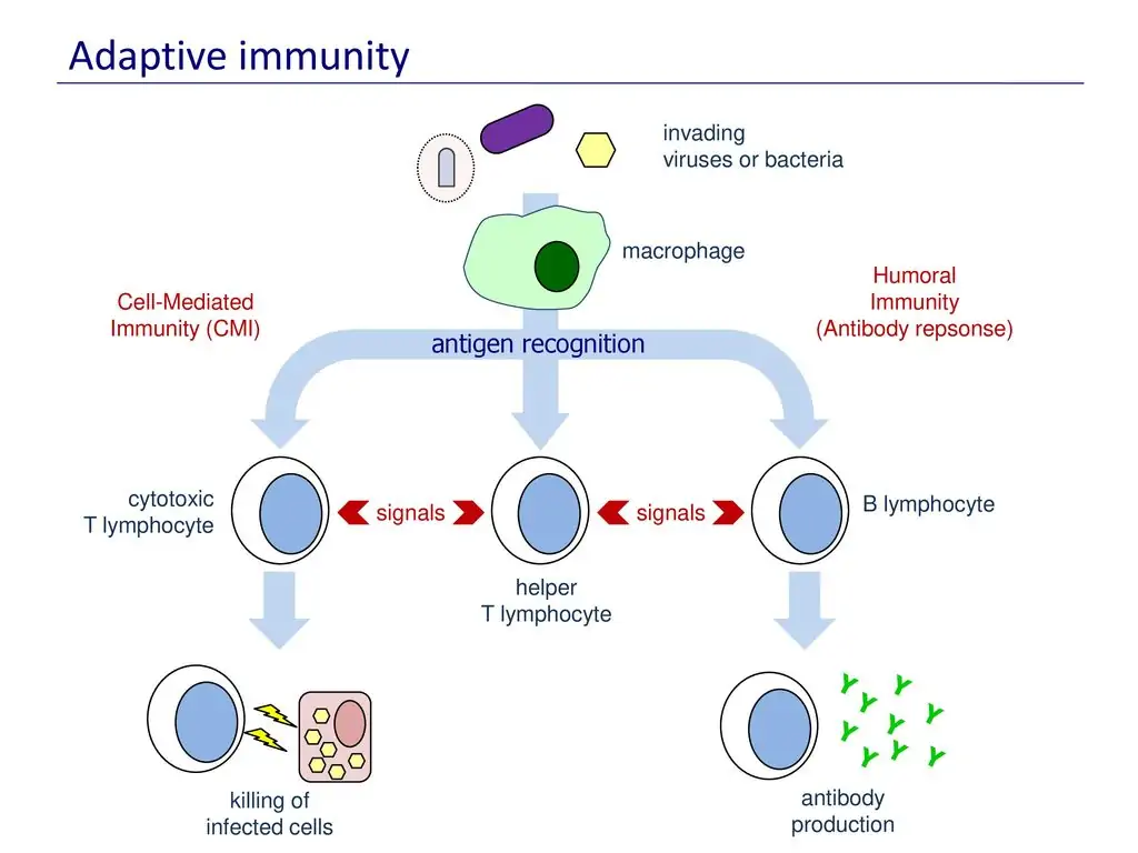 Adaptive immunity antigen recognition Y Y Y Y Y Y Y Y Y invading - ppt  download