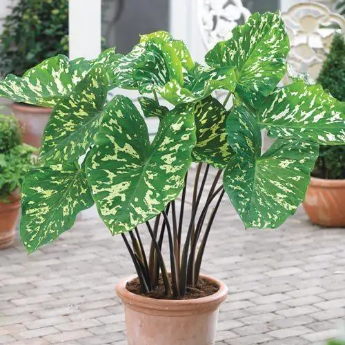 Alocasia Plant at Rs 75/piece | Decorative Plant | ID: 18874710448