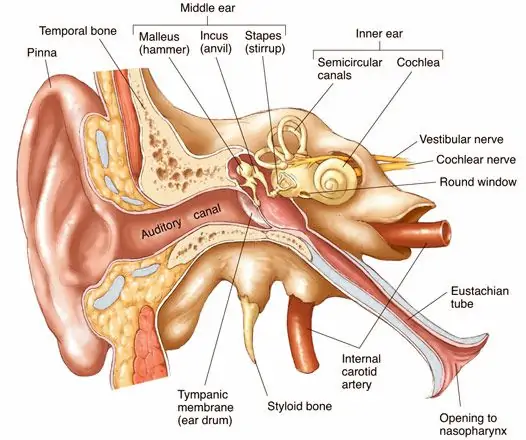Anatomy of the Ear Pictures ~ Ear Anatomy | Ear anatomy, Inner ear anatomy,  Human body anatomy