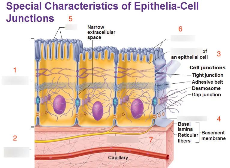 Anatomy, Section 1, Chapter 5, Histology: Epithelia, Part 1 Diagram |  Quizlet