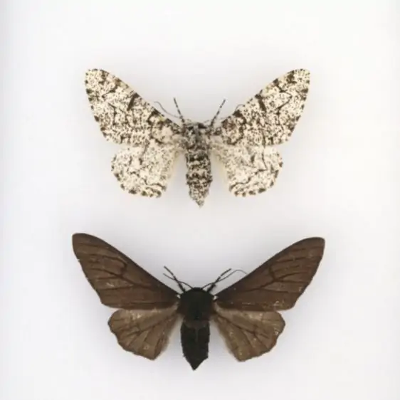 Biston betularia, peppered moth (Print #8597459) Framed Photos