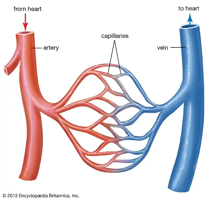 blood vessel | Definition, Anatomy, Function, &amp; Types | Britannica