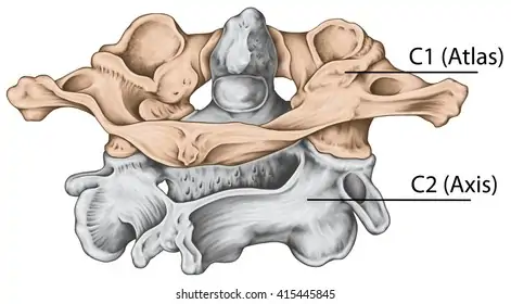 Cervical Vertebrae Images, Stock Photos & Vectors | Shutterstock
