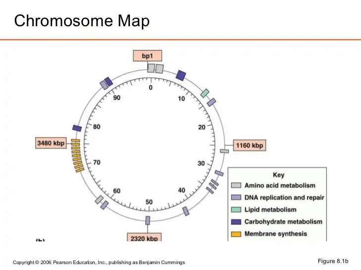 Chromosome Map Figure 8.1b 