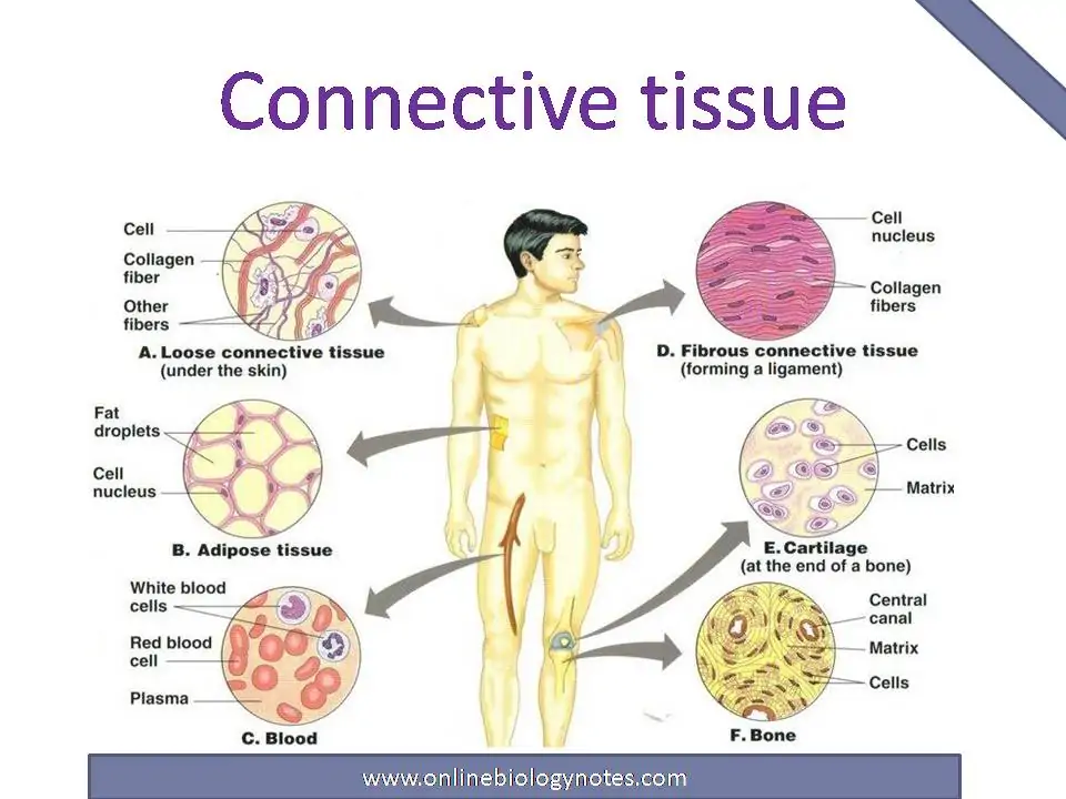 Connective tissue: characteristics, functions and types - Online Biology  Notes