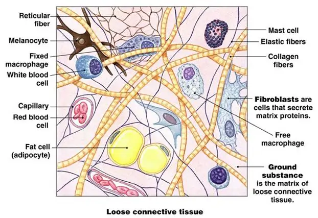 CONNECTIVE TISSUES